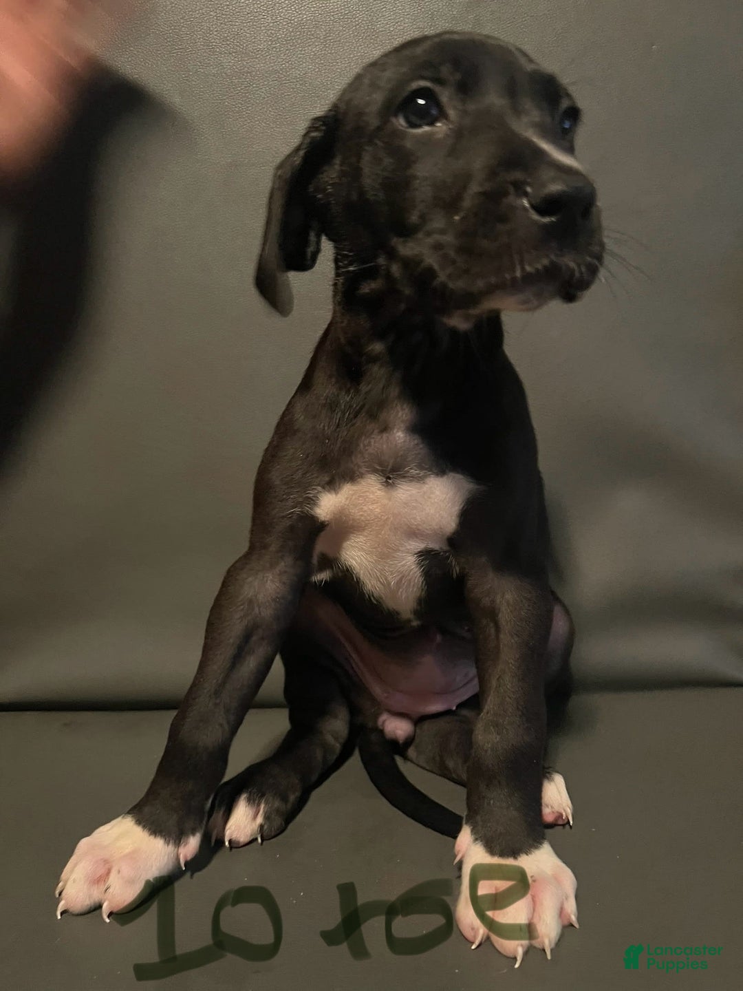 Great Dane dogs for sale: 10 Toes - Image 1