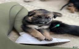 German Shepherd dogs for sale: Cedar - Image 5