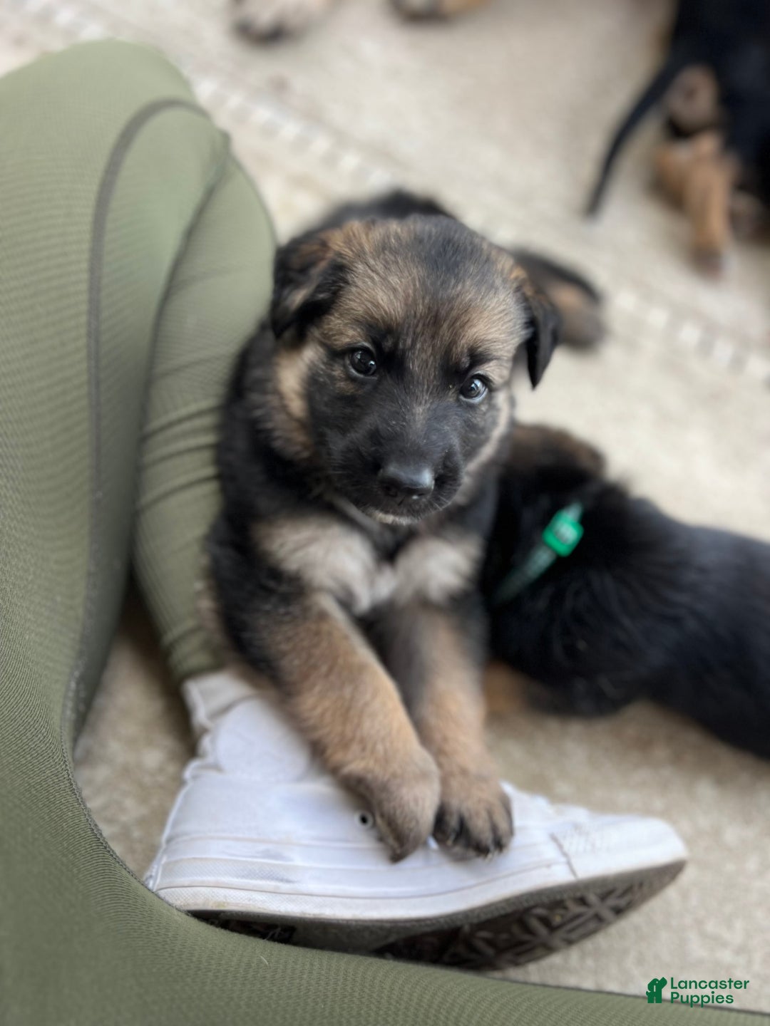 German Shepherd dogs for sale: Cedar - Image 5