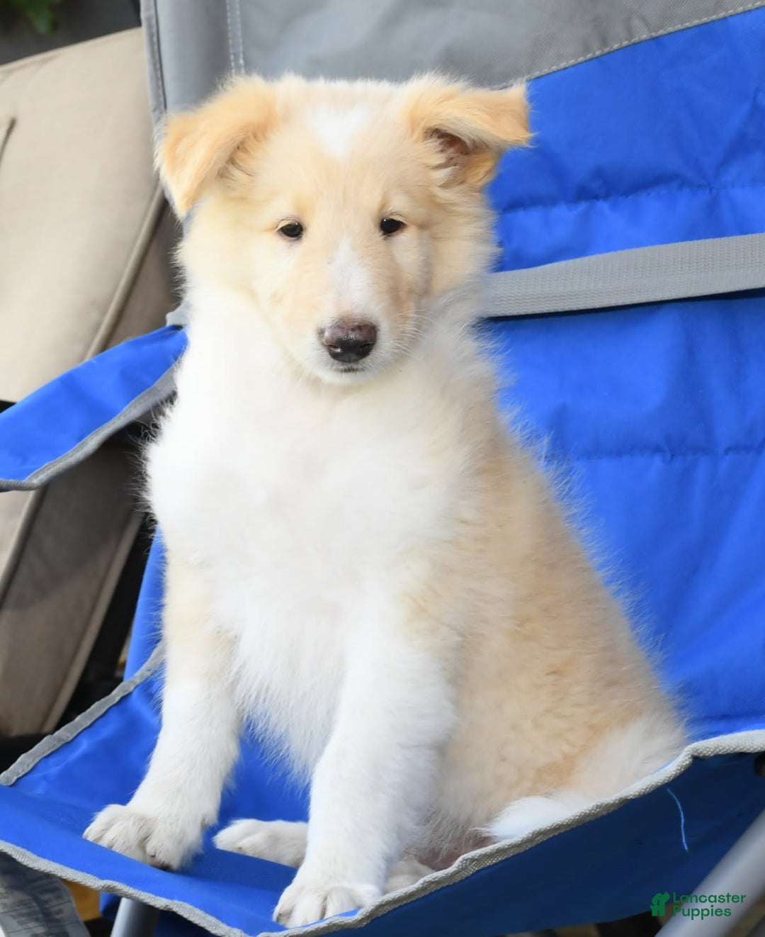 Collie dogs for sale: Perry - Image 8