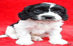Cavapoo dogs for sale: Oreo - Image 2