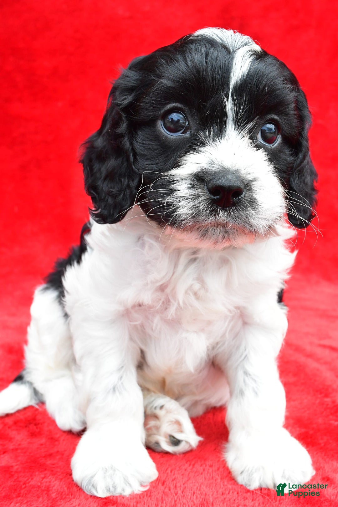 Cavapoo dogs for sale: Oreo - Image 2
