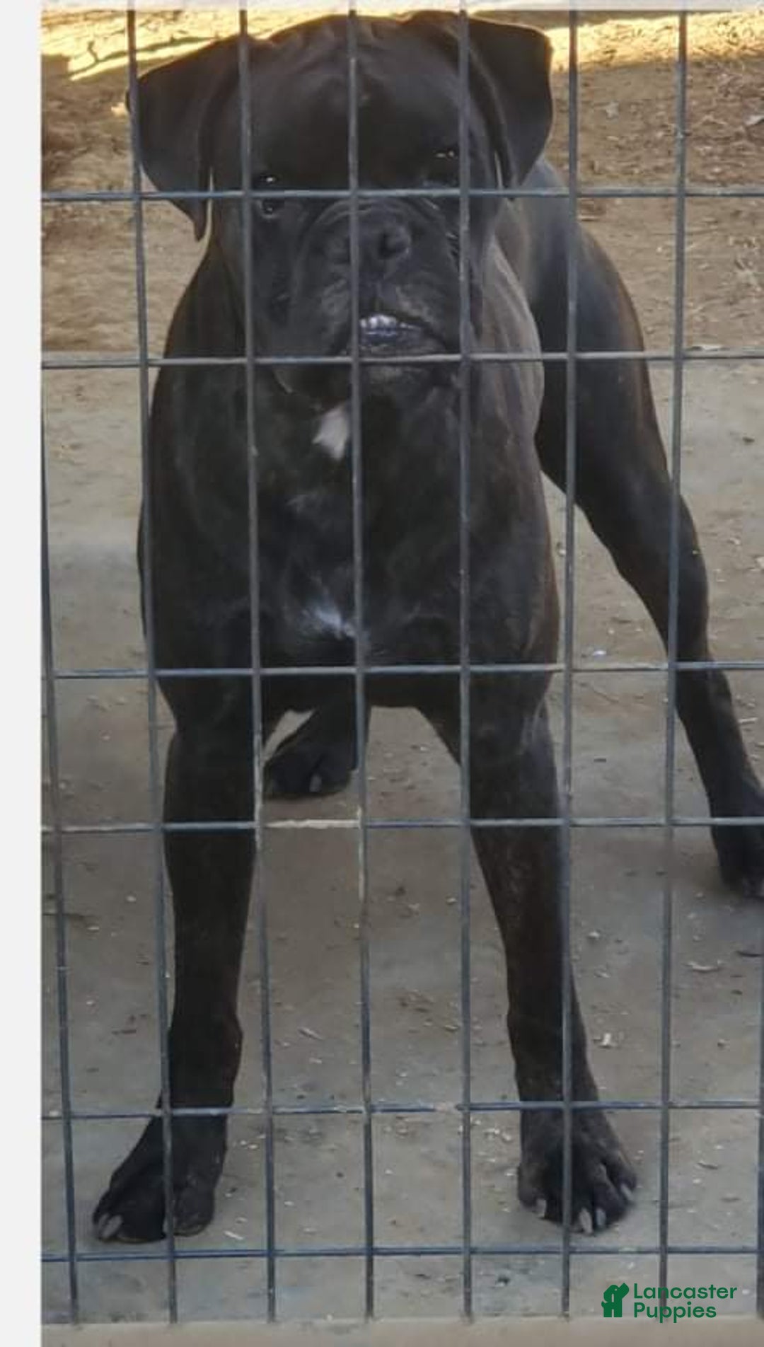 Boxer dogs for sale: Brady European Boxer health tested - Listing for pets: Beautiful European Health Tested Parents, Brady European Boxer health tested, Cream De Coco, Lilly European - Image 11