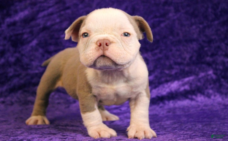 American Bully dogs for sale - Ad 2
