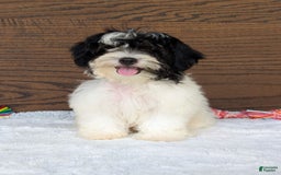 Teddy Bear dogs for sale: Bodie - Image 5