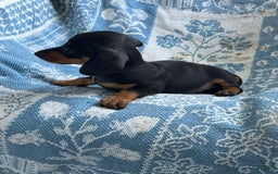 Dachshund dogs for sale: Charlie - Image 3