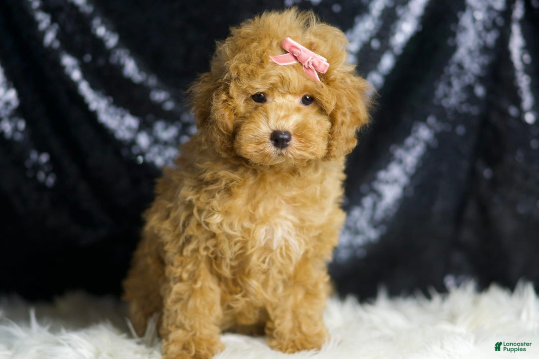 Toy Poodle dogs for sale: Joy - Image 6
