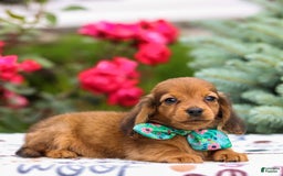 Miniature Dachshund dogs for sale: Queenie - Image 10