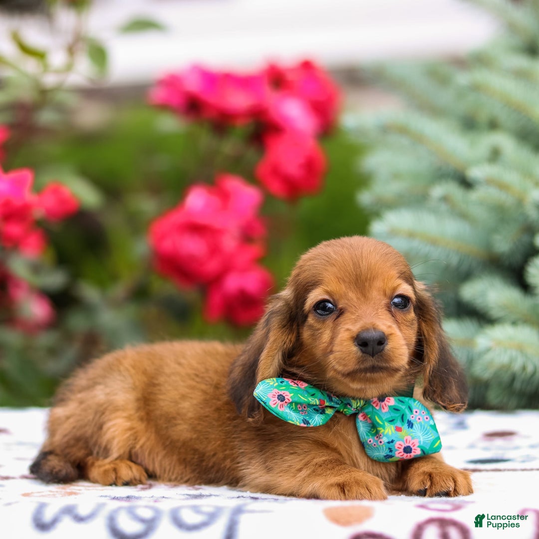Miniature Dachshund dogs for sale: Queenie - Image 10