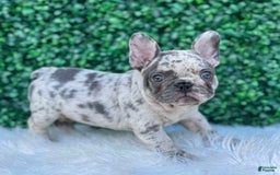 French Bulldog dogs for sale: Dixie - Image 10
