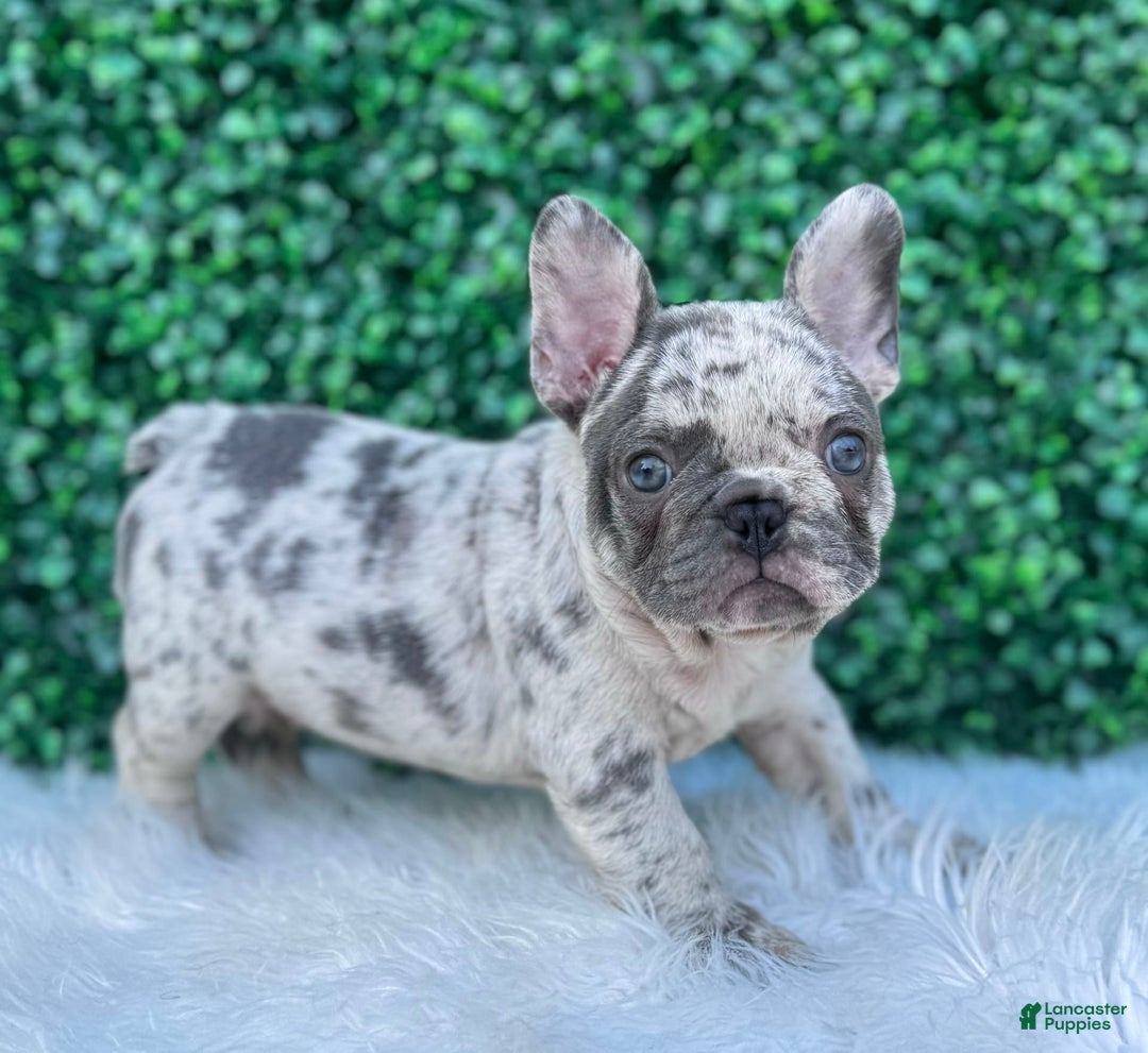 French Bulldog dogs for sale: Dixie - Image 10