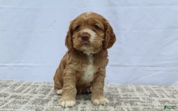 Cocker Spaniel dogs for sale: Scout - Image 6