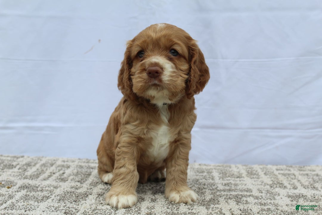 Cocker Spaniel dogs for sale: Scout - Image 6