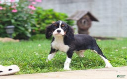 Cavalier King Charles Spaniel dogs for sale: Victor - Image 8
