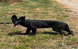 German Shepherd dogs for sale: Jaydah - Image 10