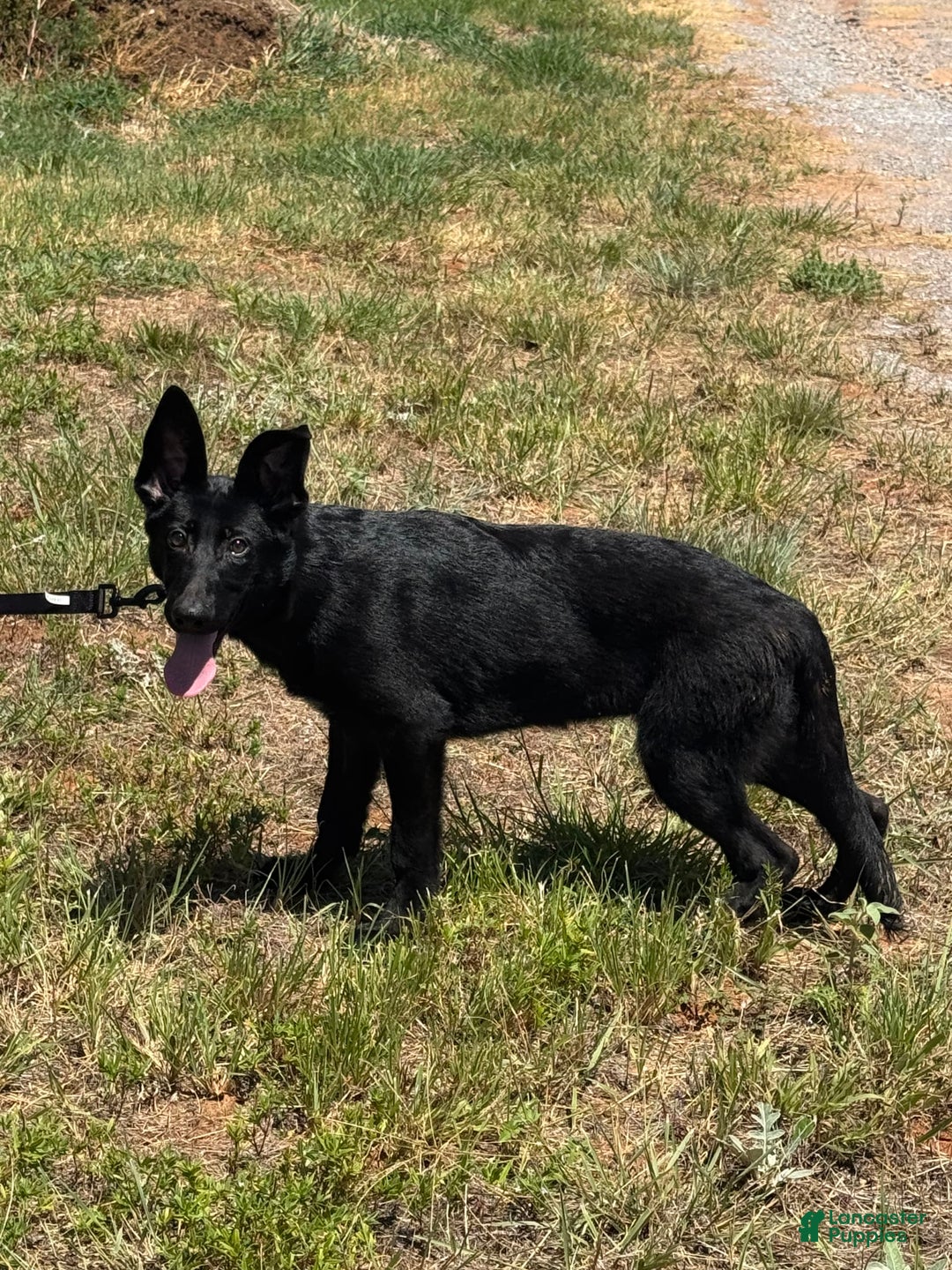 German Shepherd dogs for sale: Jaydah - Image 10