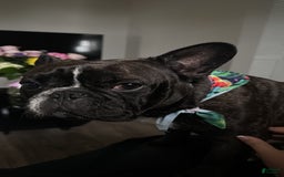 French Bulldog dogs for sale: Toby - Image 1