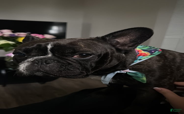 French Bulldog dogs for sale - Ad 1