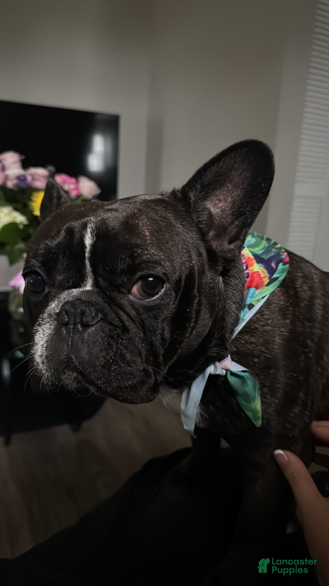 French Bulldog dogs for sale: Toby - Image 1