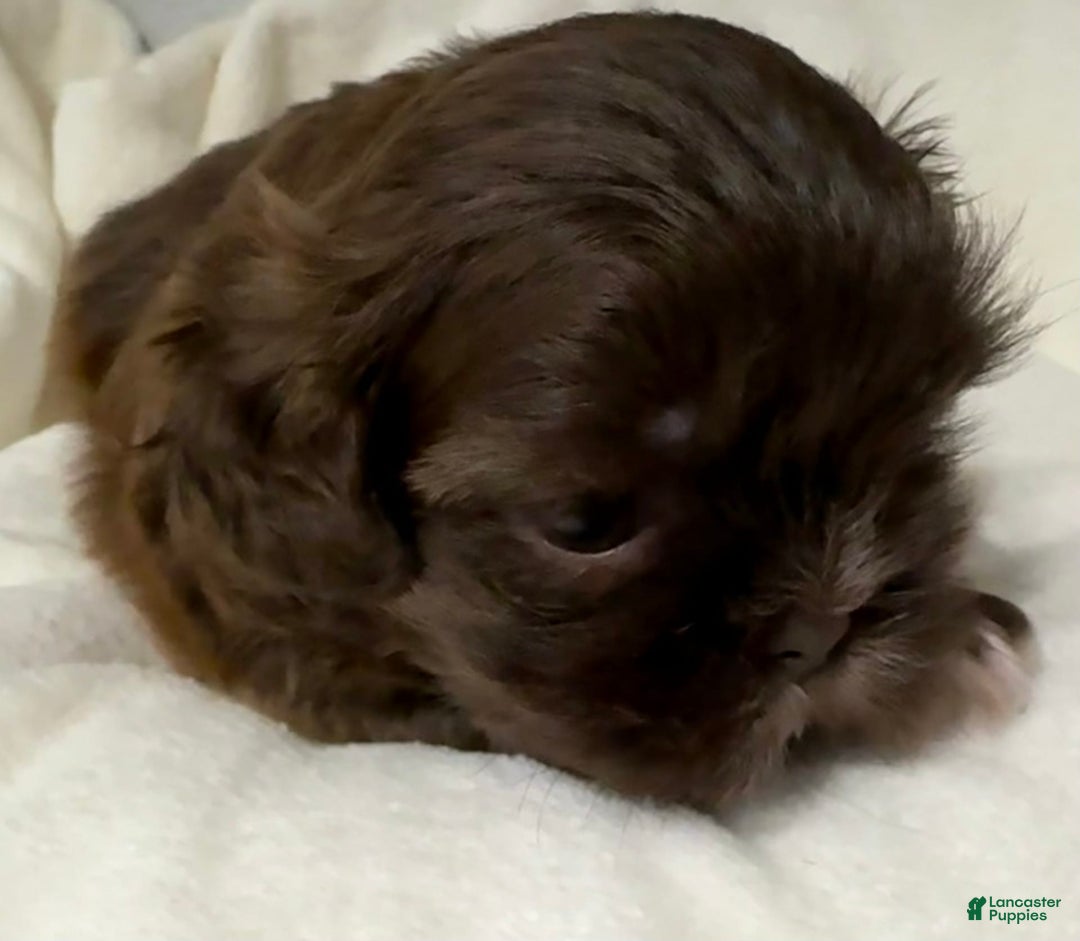 Shih Tzu dogs for sale: Kaylee - Image 19