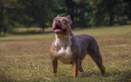 American Bully dogs for sale: Red Collar - Image 7