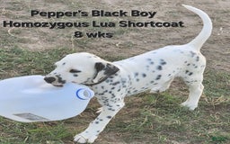 Dalmatian dogs for sale: Peppers Black Boy - Image 11