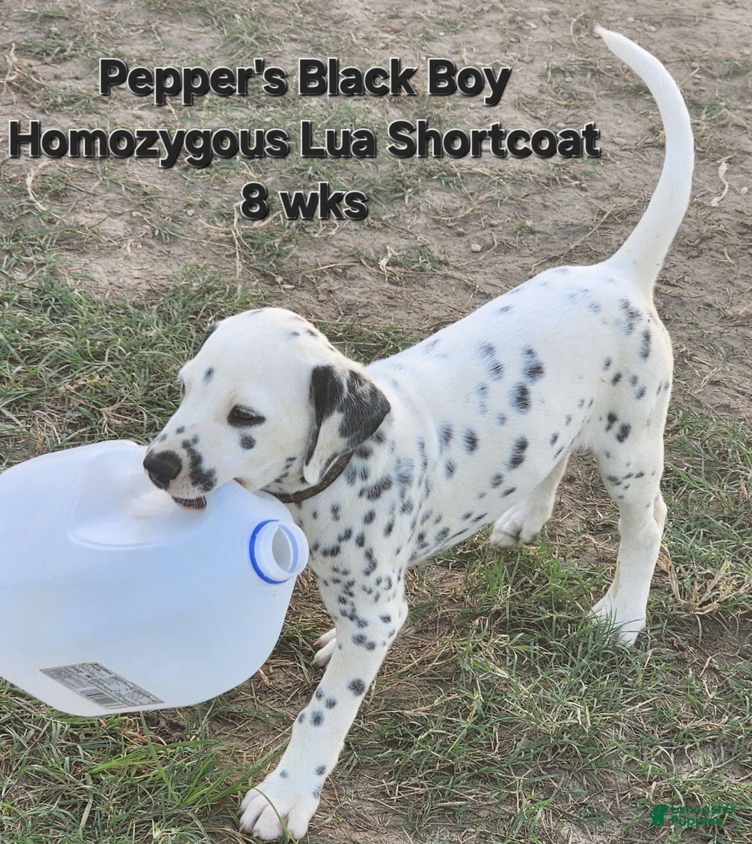 Dalmatian dogs for sale: Peppers Black Boy - Image 11