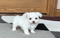 Coton De Tulear dogs for sale: Nadine - Image 1