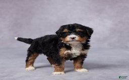 Mini Bernedoodle dogs for sale: Arnie - Image 4