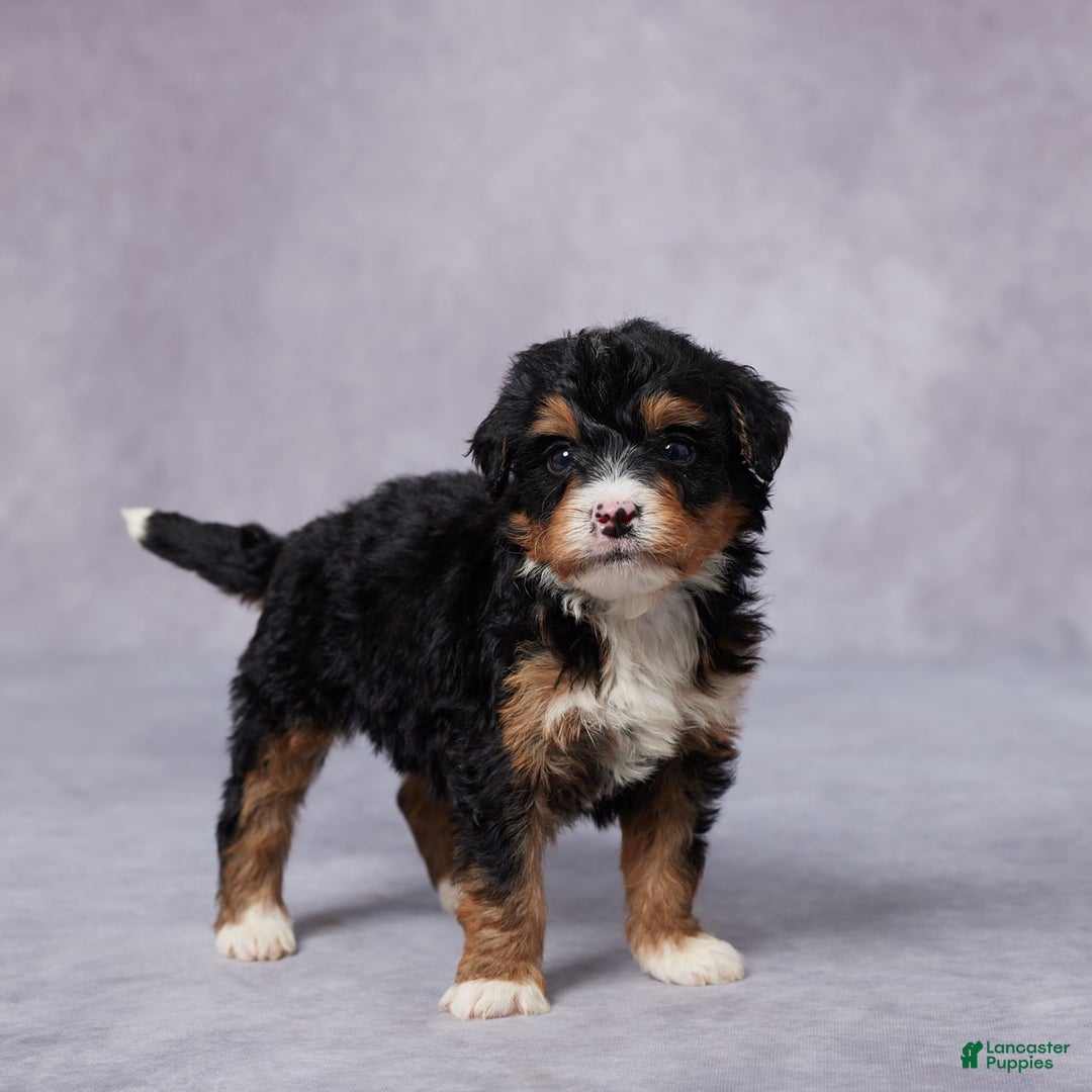 Mini Bernedoodle dogs for sale: Arnie - Image 4