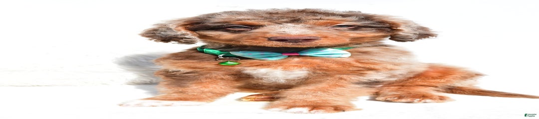 Ernest