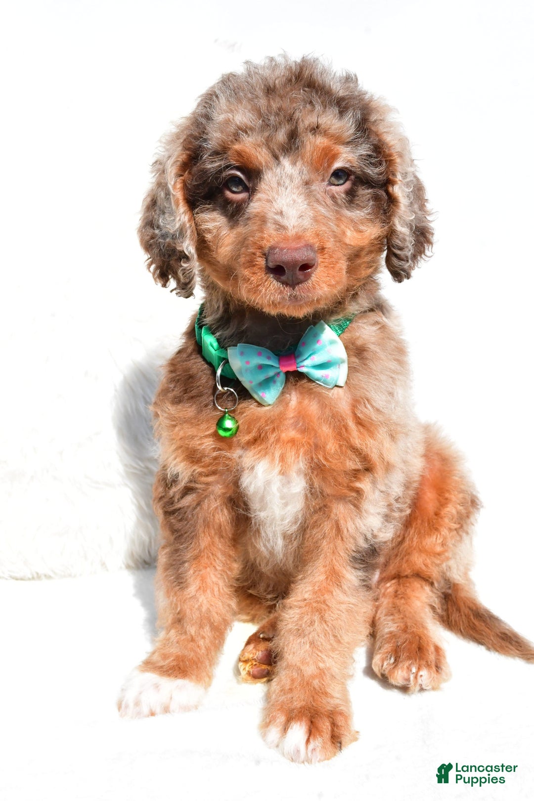 Mini Aussiedoodle dogs for sale: Ernest - Image 1