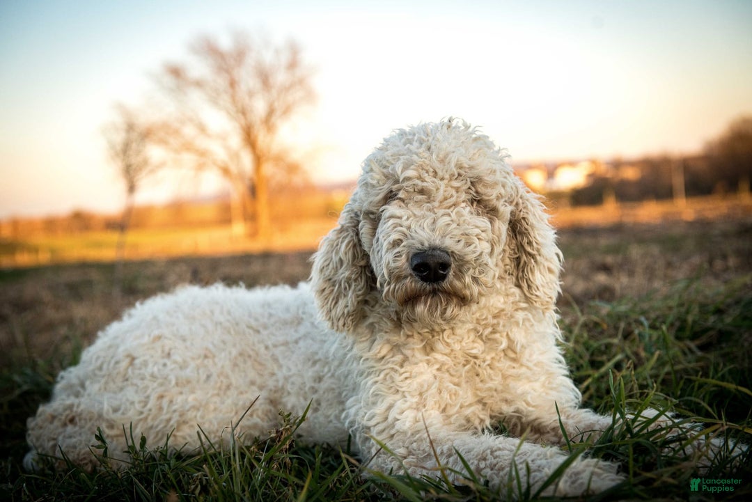 Bernedoodle dogs for sale: Bessie - Image 24