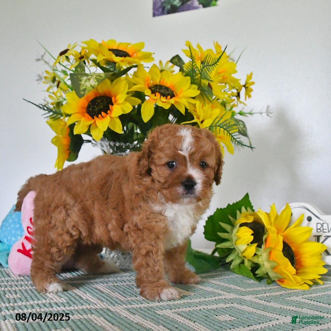 Cavapoo dogs for sale: Carmella - Image 2