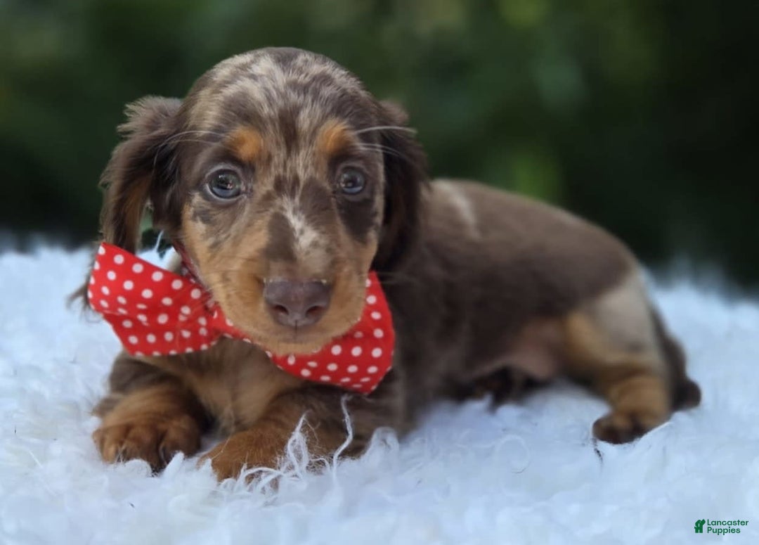 Miniature Dachshund dogs for sale: Kyle - Image 2