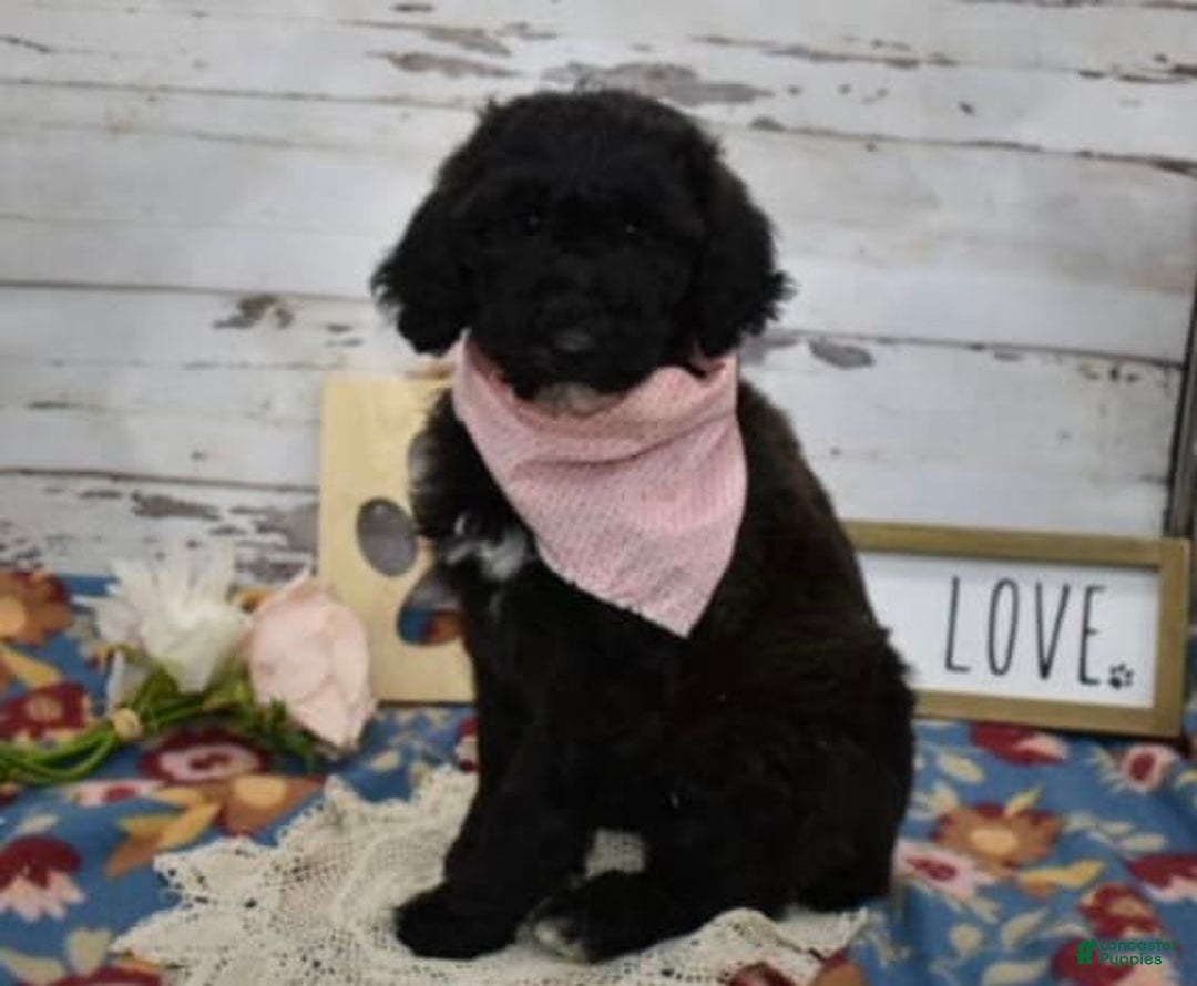 Standard Poodle dogs for sale: Gypsy - Image 3