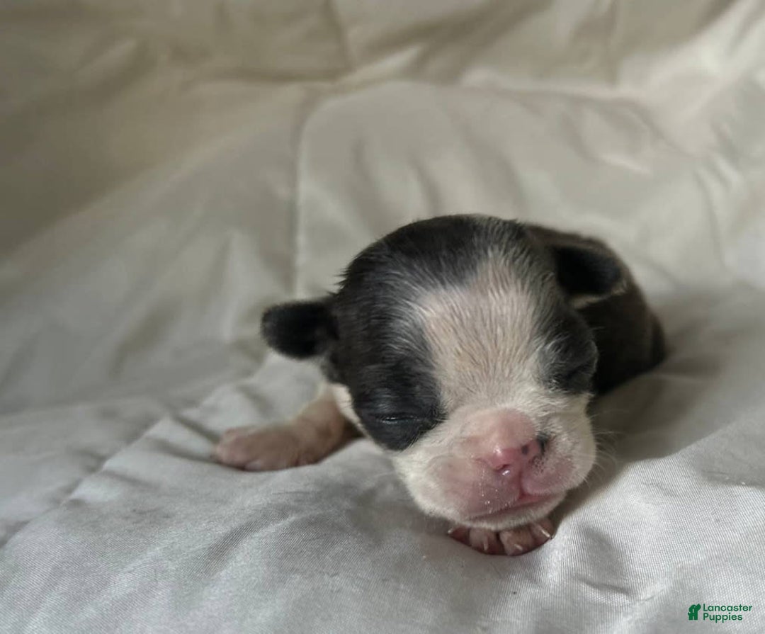 Boston Terrier dogs for sale: Lil Blue - Image 4