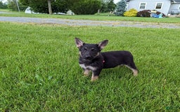 German Shepherd dogs for sale: German Shepherd 8 puppies - Image 1
