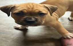 American Pit Bull Terrier dogs for sale: Pincess - Image 23