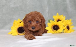 Miniature Poodle dogs for sale: Velcro - Image 3