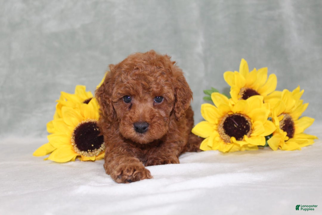 Miniature Poodle dogs for sale: Velcro - Image 3