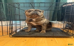 French Bulldog dogs for sale: August - Image 3