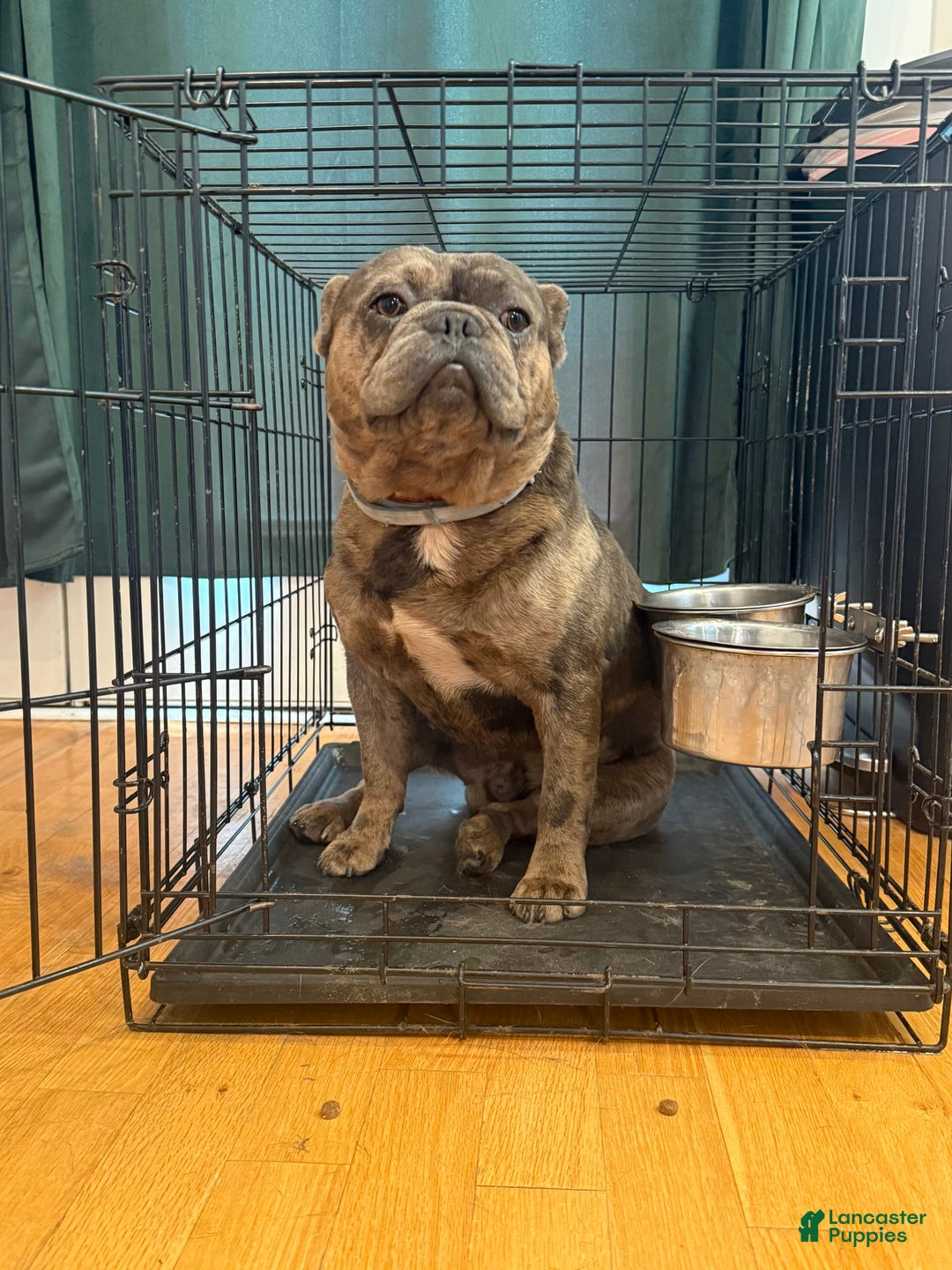 French Bulldog dogs for sale: August - Image 3
