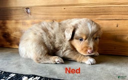 Australian Shepherd dogs for sale: Ned - Image 2