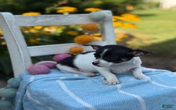 Chihuahua dogs for sale: Pepper - Image 2
