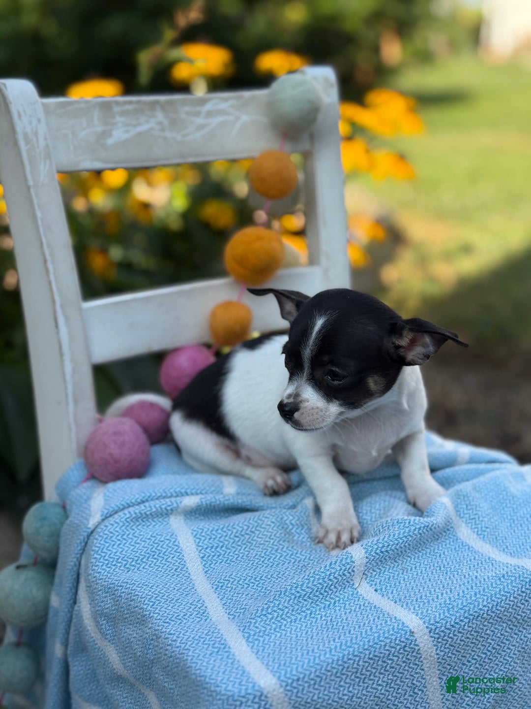 Chihuahua dogs for sale: Pepper - Image 2