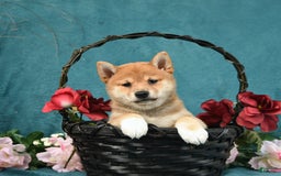Shiba Inu dogs for sale: Easton - Image 5