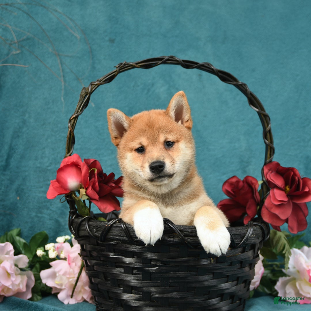 Shiba Inu dogs for sale: Easton - Image 5
