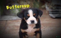 Greater Swiss Mountain Dog dogs for sale: Buttercup - Image 5