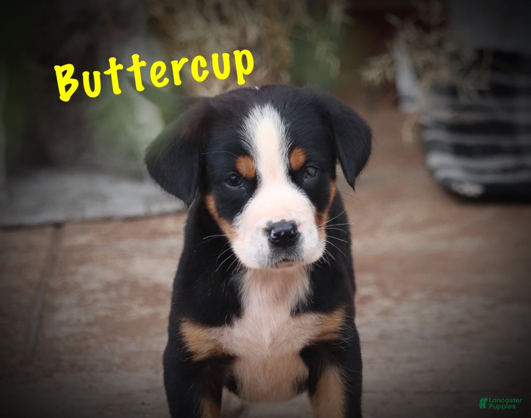 Greater Swiss Mountain Dog dogs for sale: Buttercup - Image 5